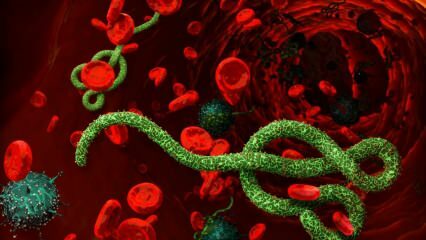 Co to jest wirus Ebola? W jaki sposób przenoszony jest wirus Ebola? Jakie są objawy wirusa Ebola? 