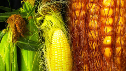Czy gotowana kukurydza przybierze na wadze, ile kalorii? Szybkie odchudzanie z kukurydzianą frędzlową herbatą