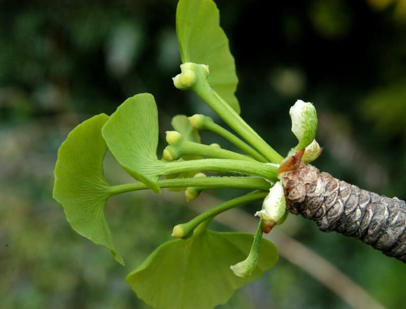 Ginkgo biloba szczególnie korzystnie wpływa na zdrowie mózgu