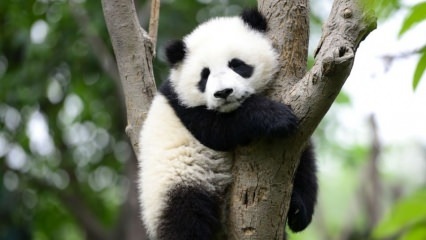 Najmniejsza panda na świecie urodziła się w Chinach