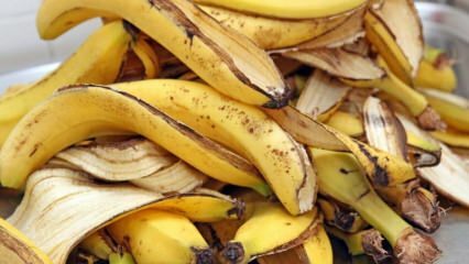 Jakie są zalety banana? Ile jest rodzajów bananów? Nieznane zastosowania skórki bananowej! 