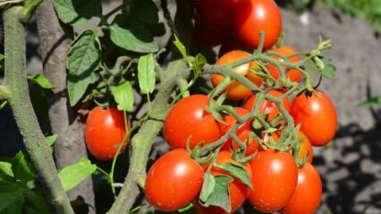 Jak uprawiać pomidory w doniczce? Najłatwiejsza uprawa pomidorów