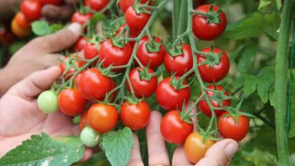 Jaka jest korzyść z jedzenia pomidorów na sahur? Jakie są zalety surowych pomidorów? 