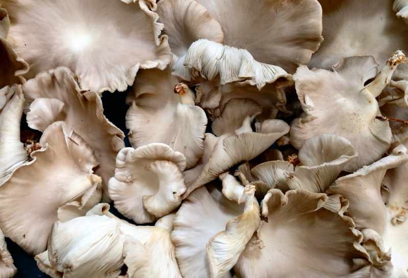 nadmierne spożycie grzybów może powodować alergię na zatrucie 
