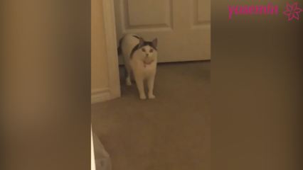 Kot, który reaguje na gości wracających do domu!
