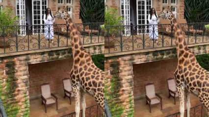 Kobieta karmiąca rękami żyrafę z balkonu! 