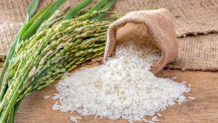 Co to jest ryż Baldo? Jakie są cechy ryżu Baldo? Ceny ryżu Baldo 2020
