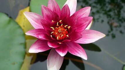 Jak dbać o kwiat lotosu (lilii wodnej) w domu?