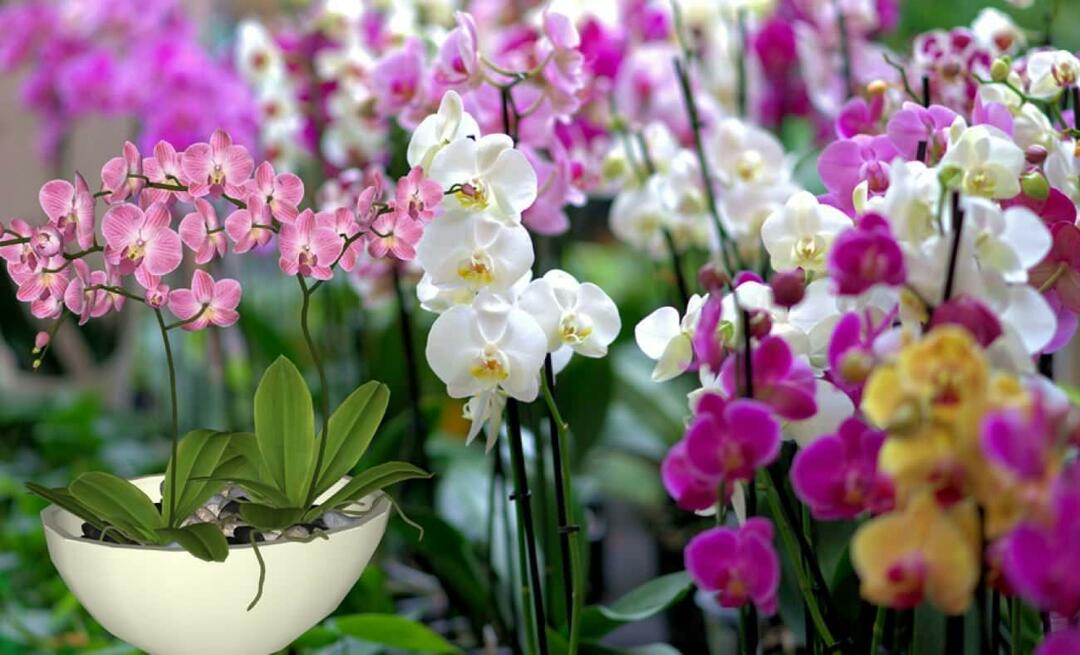 Jak dbać o storczyki? Jak rozmnażać kwiaty storczyków? 5 rzeczy, których nie lubią kwiaty orchidei