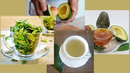 Jakie są zalety herbaty liściastej awokado? Jak zrobić herbatę liściastą awokado?