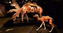 Wystawa anatomii Real Animals przybywa do Turcji!