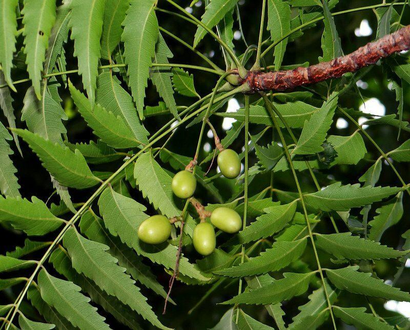 drzewo neem jest stosowane w medycynie alternatywnej od czasów starożytnych