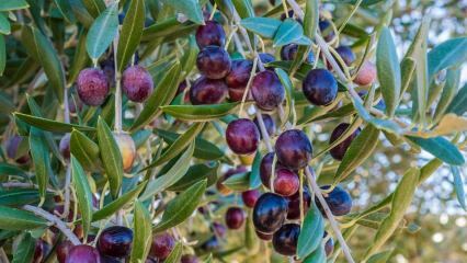 Jakie są zalety oliwek? Jak spożywać liście oliwne? Jeśli połkniesz pestki oliwek ...