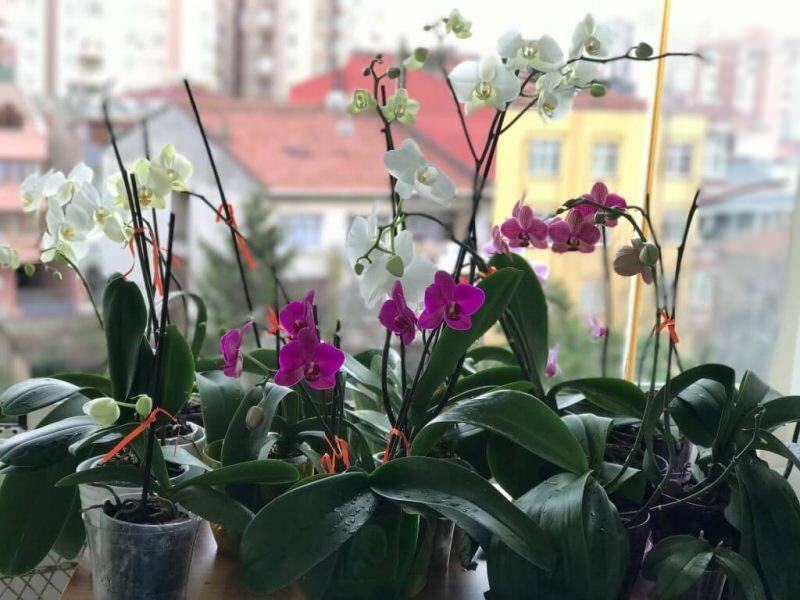 Jak dbać o storczyki? Jak podlać orchideę w domu? Metoda ożywienia storczyków