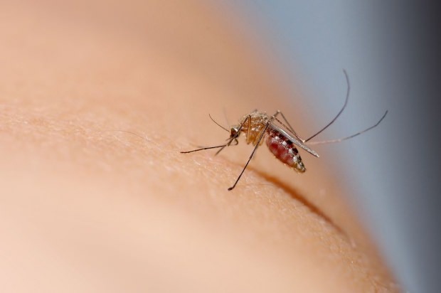 Jak przebiega ugryzienie komara