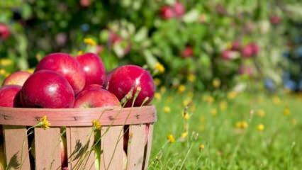 Wskazówki dotyczące utrzymywania świeżości jabłka
