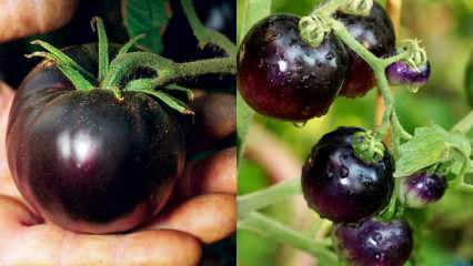Wróg-rak: co to jest czarny pomidor? Jakie są zalety czarnych pomidorów?