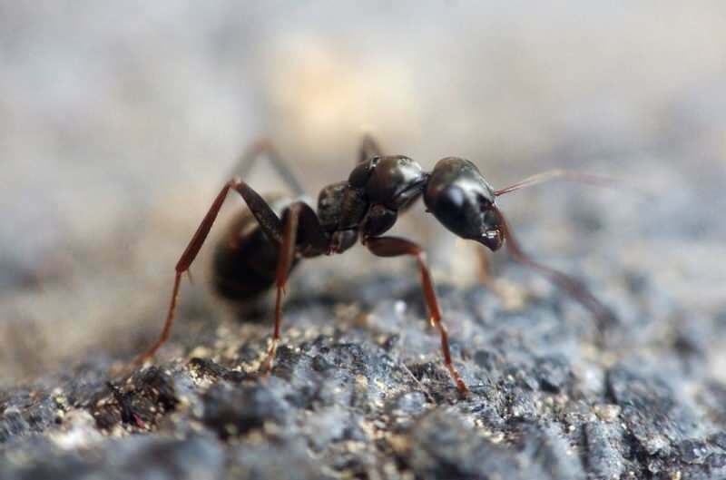 Skuteczna metoda usuwania mrówek w domu! Jak mrówki można zniszczyć bez zabijania?