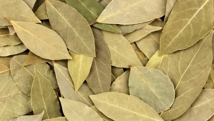 Jakie są zalety liści laurowych? Co robi herbata z liści laurowych? Mieszanka zatoki i cytryny