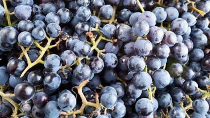 Co to jest pachnące winogrona i jakie są jego zalety?