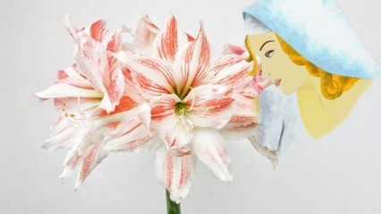 Co to jest piękny kwiat pisklęcia? Jak wyhodować piękny kwiat pisklęcia?