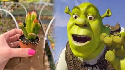Jak uprawiać roślinę kłosową Shreka? Czy roślina kłosowa Shreka kwitnie? Pielęgnacja uszu Shreka