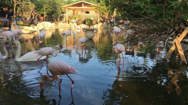 Jak dostać się do Flamingoköy?
