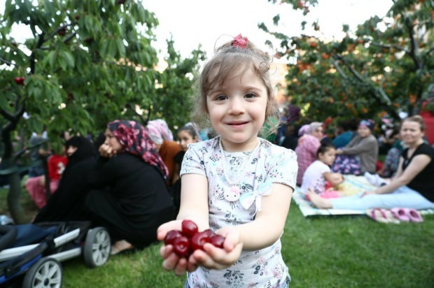 11 w Cherry Garden gminy Bağcılar. Aktywność Cherry Harvest!