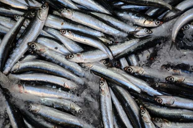 Jakie są zalety ryb bonito i do czego jest ona przydatna? Jakie ryby należy spożywać w jaki sposób?