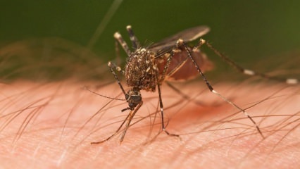 Jaki rodzaj ukąszenia owada się dzieje? Oznaki ukąszeń owadów! Naturalna metoda na ukąszenia komarów