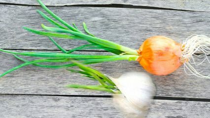 Czy można jeść czosnek porośnięty cebulą? Co należy zrobić, aby zapobiec kiełkowaniu?