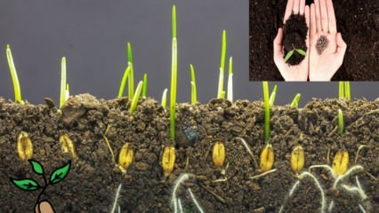 Co to jest ziarno i jak zachodzi kiełkowanie nasion? Wskazówki dotyczące uprawy nasion