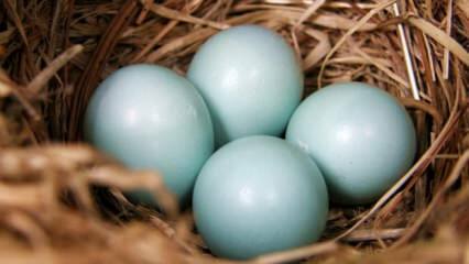 Jakie są zalety niebiesko-zielonego jajka?