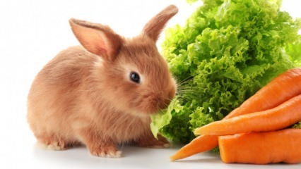  Co królik je i czym się odżywia? Łatwa pielęgnacja królików w domu