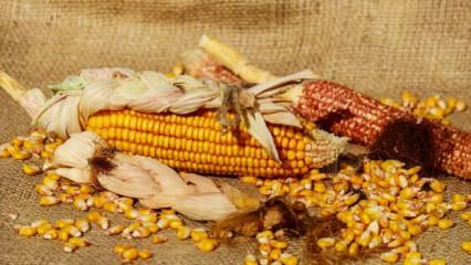 Jak wybrać dobrą kukurydzę? 