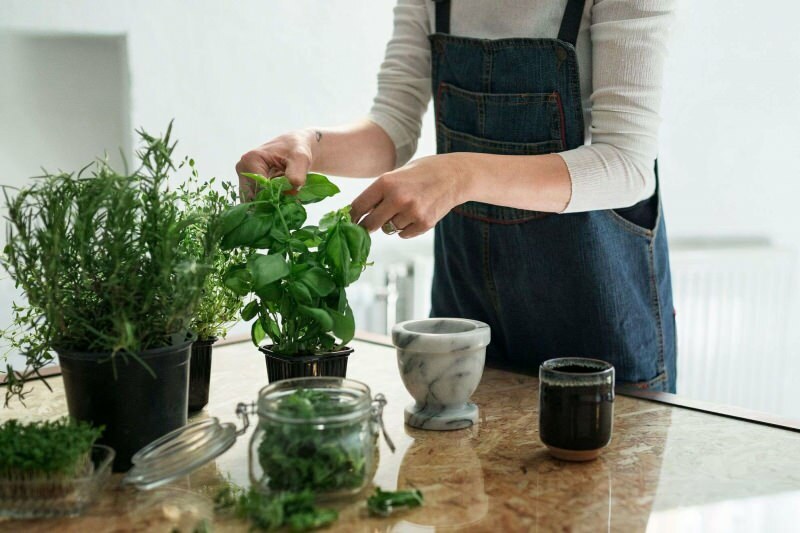 Jak wyhodować roślinę w domu? 5 propozycji dla tych, którzy chcą samodzielnie uprawiać rośliny w domu