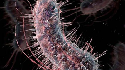 Jak przenoszone są bakterie jedzące mięso? Jakie są objawy bakterii jedzących mięso i czy są leczone?