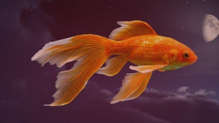 Co to znaczy widzieć rybę we śnie? Zobaczyć, jak łowisz we śnie