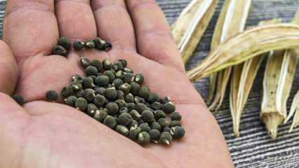Co to jest nasiona okry, jak używać nasion okry do odchudzania?