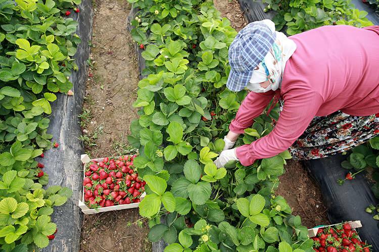 „Walka o pracę” kobiet pracujących w szklarniach truskawek