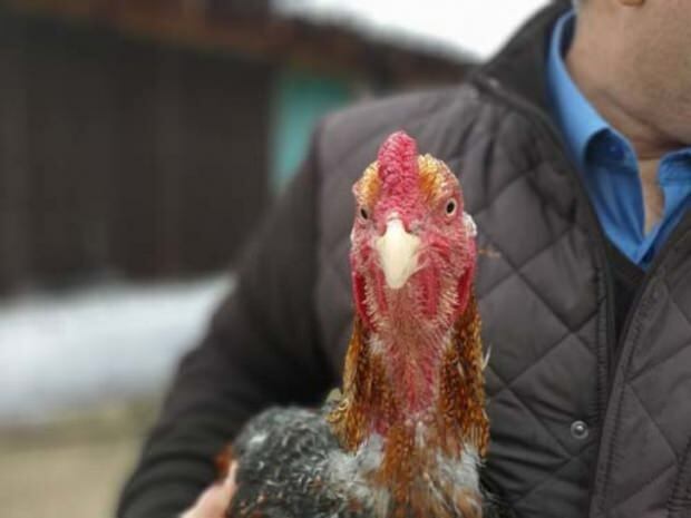 Obywatel Bursy przywiózł kurczaka z Brazylii