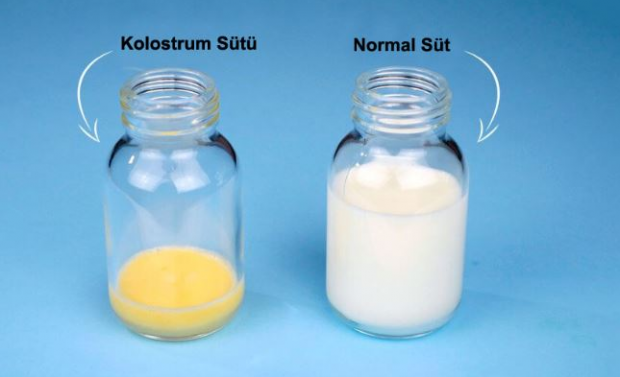 Jakie są zalety mleka z siary dla dziecka? Różnice w stosunku do mleka matki