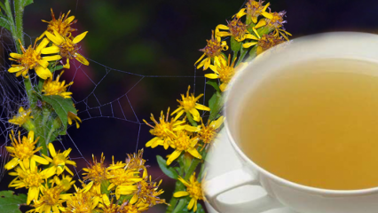 Jakie są zalety ziół Altinbasak? Co robi herbata ziołowa Altinbasak?