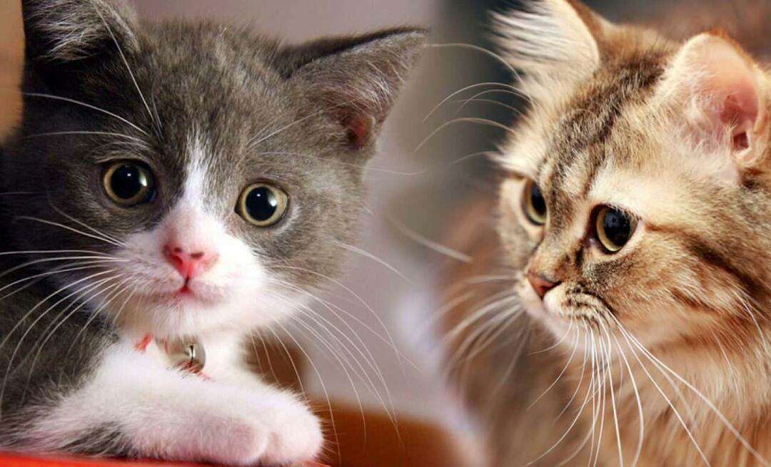 Co robią wąsy kotów? Czy koty mają przycięte wąsy?