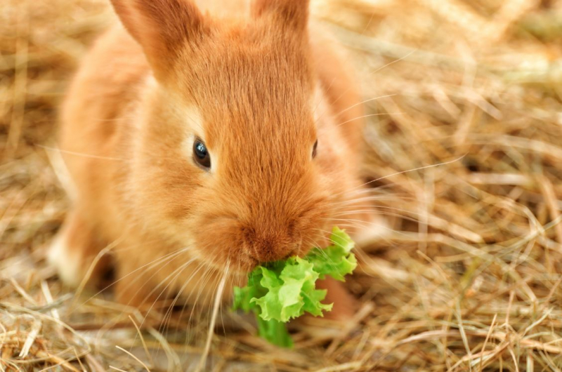 Co je królik? Pokarm, który uwielbia królik