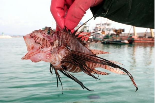 Trujące ryby złowione w Mersin!