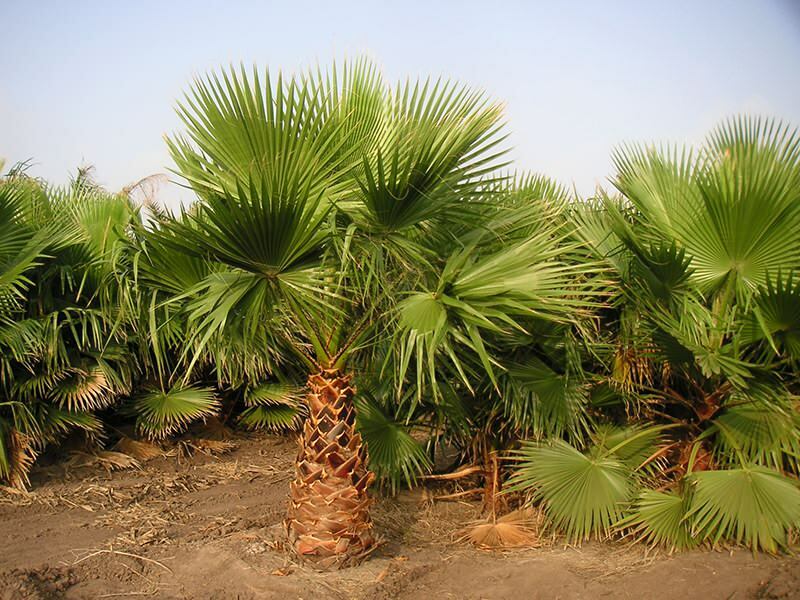 Co to jest palma? Cechy palmy
