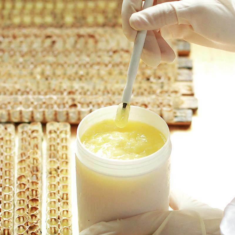 Jakie są zalety mleczka pszczelego? Zastosowanie mleczka pszczelego! Oto cud, który wzmacnia odporność ...