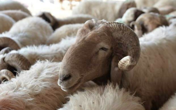O czym należy pamiętać przy zakupie owiec ofiarnych?