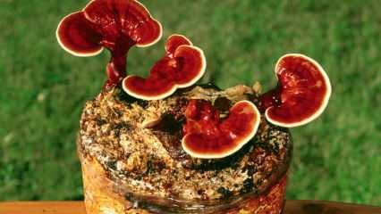 Jakie są zalety grzyba reishi? Jak spożywać grzyby reishi?